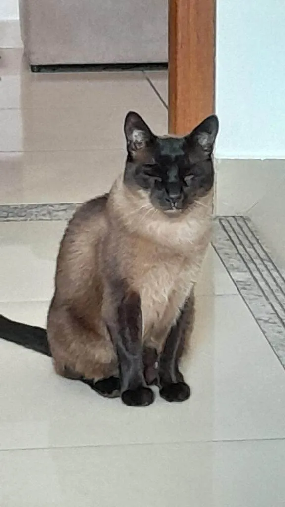 Gato ra a Siamês idade 3 anos nome luiz 