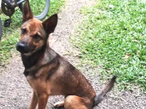 Cachorro raça Mestiço de Pastor Belga idade  nome Fredy