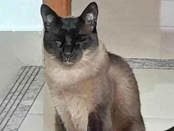 Gato ra a Siamês idade 3 anos nome luiz 