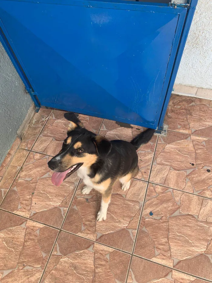 Cachorro ra a Husky Siberiano idade 7 a 11 meses nome Apolo