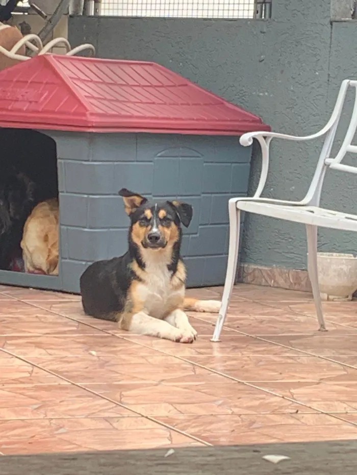 Cachorro ra a Husky Siberiano idade 7 a 11 meses nome Apolo