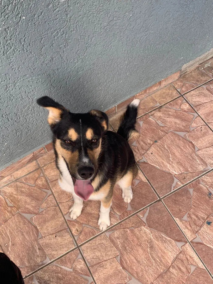 Cachorro ra a Husky Siberiano idade 7 a 11 meses nome Apolo