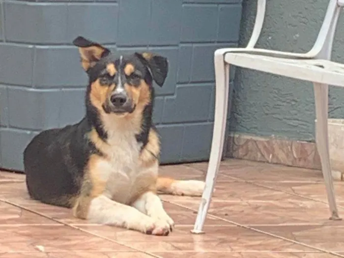 Cachorro ra a Husky Siberiano idade 7 a 11 meses nome Apolo