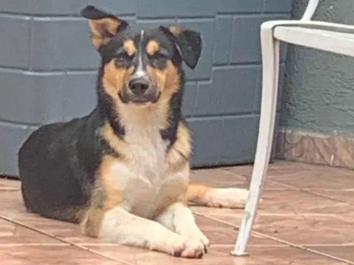 Cachorro ra a Husky Siberiano idade 7 a 11 meses nome Apolo