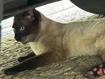 Gato ra a Siamês idade Abaixo de 2 meses nome Tessa,hardin,Abel,Felipe,João.