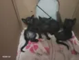 Pelé,Nescau,Azul,Rosa e Bartholeia