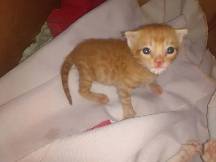 Gato ra a Srd idade 2 a 6 meses nome Caramelo (São Sebastião-DF)