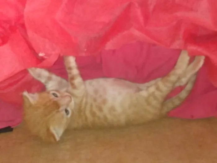 Gato ra a Srd idade 2 a 6 meses nome Caramelo (São Sebastião-DF)