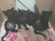 Pelé,Nescau,Azul,Rosa e Bartholeia