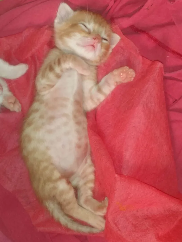 Gato ra a Srd idade 2 a 6 meses nome Caramelo (São Sebastião-DF)