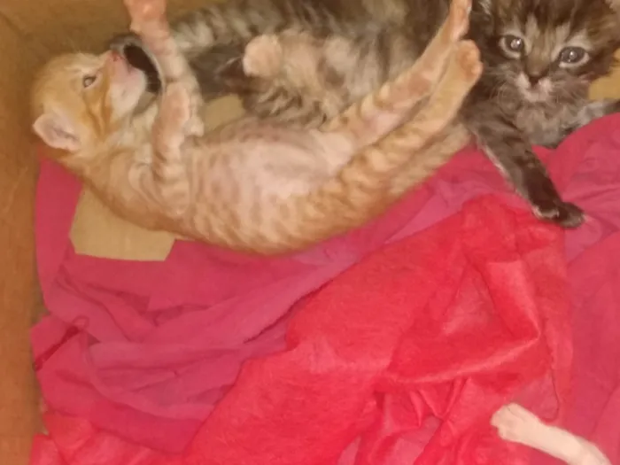 Gato ra a Srd idade 2 a 6 meses nome Caramelo (São Sebastião-DF)