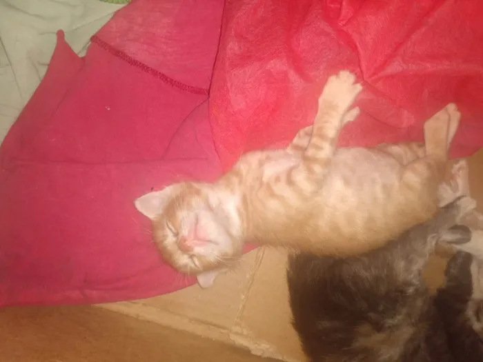 Gato ra a Srd idade 2 a 6 meses nome Caramelo (São Sebastião-DF)