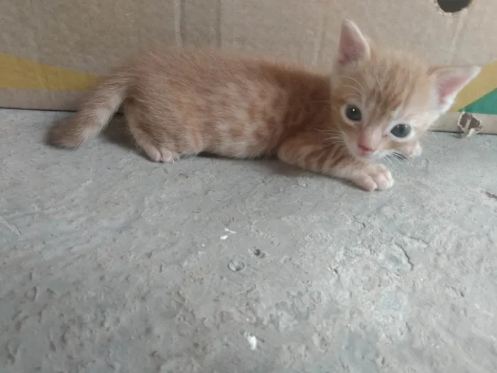 Gato ra a Srd idade 2 a 6 meses nome Caramelo (São Sebastião-DF)