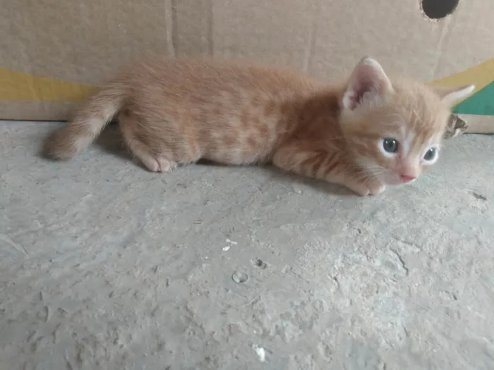 Gato ra a Srd idade 2 a 6 meses nome Caramelo (São Sebastião-DF)