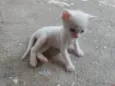 Pipoca