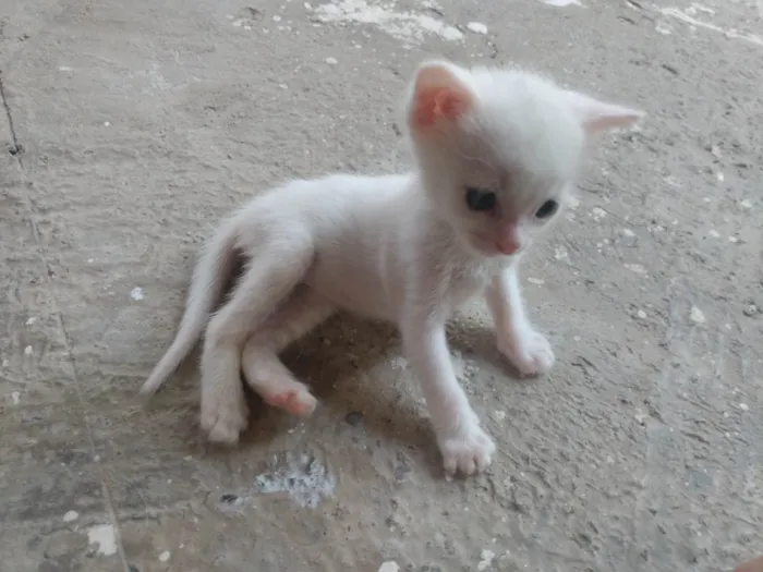 Gato ra a Srd idade Abaixo de 2 meses nome Pipoca
