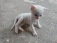 Pipoca