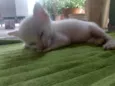 Pipoca