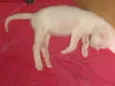 Pipoca