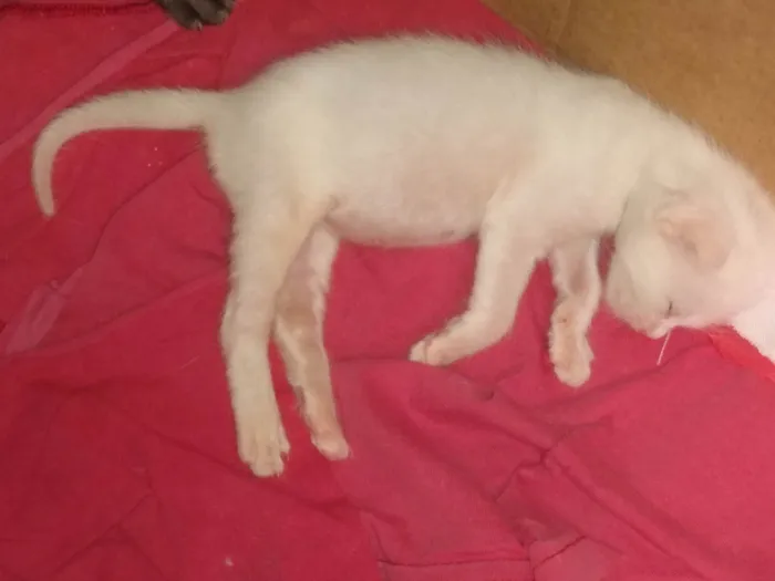 Gato ra a Srd idade Abaixo de 2 meses nome Pipoca