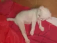 Pipoca