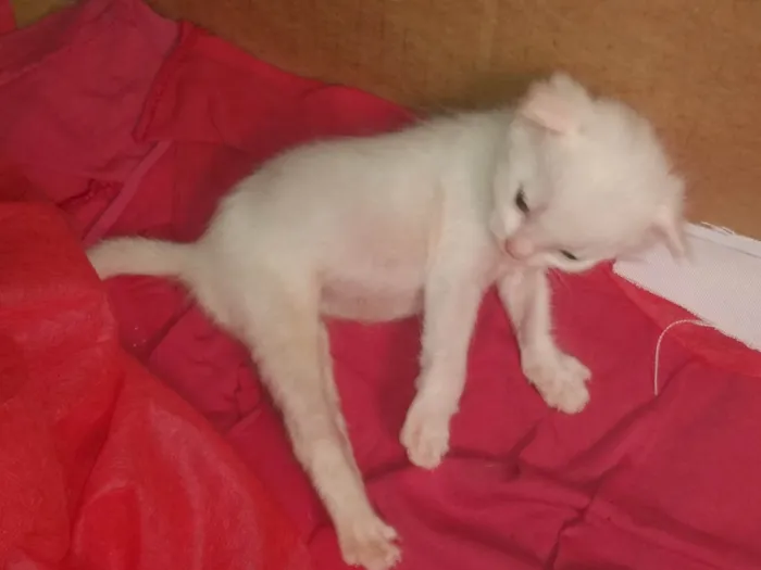 Gato ra a Srd idade Abaixo de 2 meses nome Pipoca