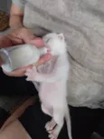 Pipoca