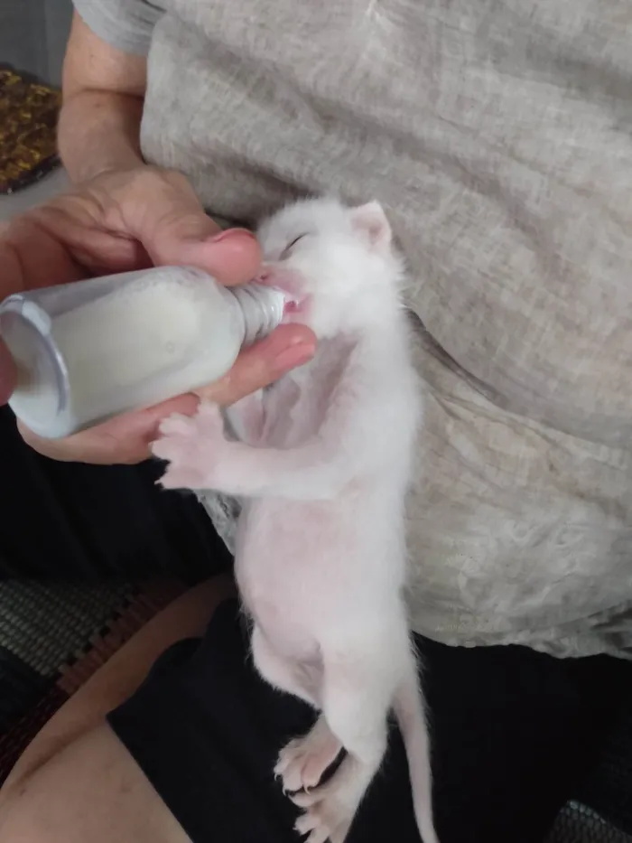 Gato ra a Srd idade Abaixo de 2 meses nome Pipoca