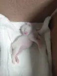Pipoca
