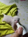 Pipoca