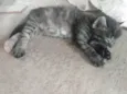 Pompom