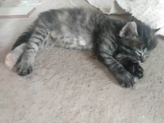 Gato ra a Srd idade 2 a 6 meses nome Pompom