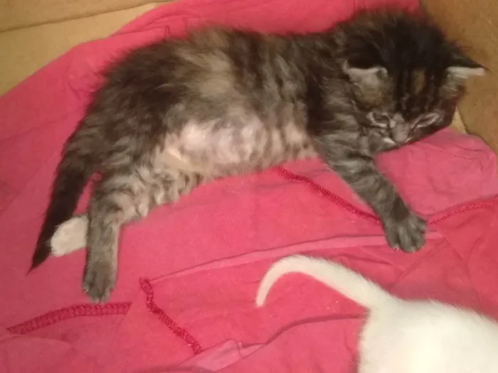 Gato ra a Srd idade 2 a 6 meses nome Pompom