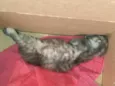 Pompom