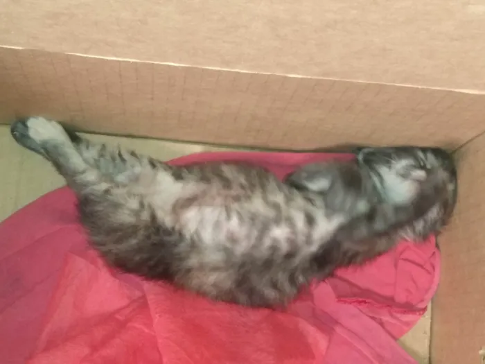 Gato ra a Srd idade 2 a 6 meses nome Pompom