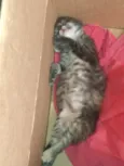 Pompom