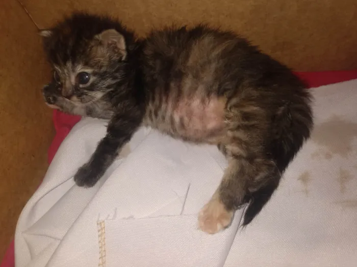 Gato ra a Srd idade 2 a 6 meses nome Pompom