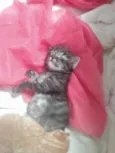 Pompom