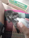 Pompom