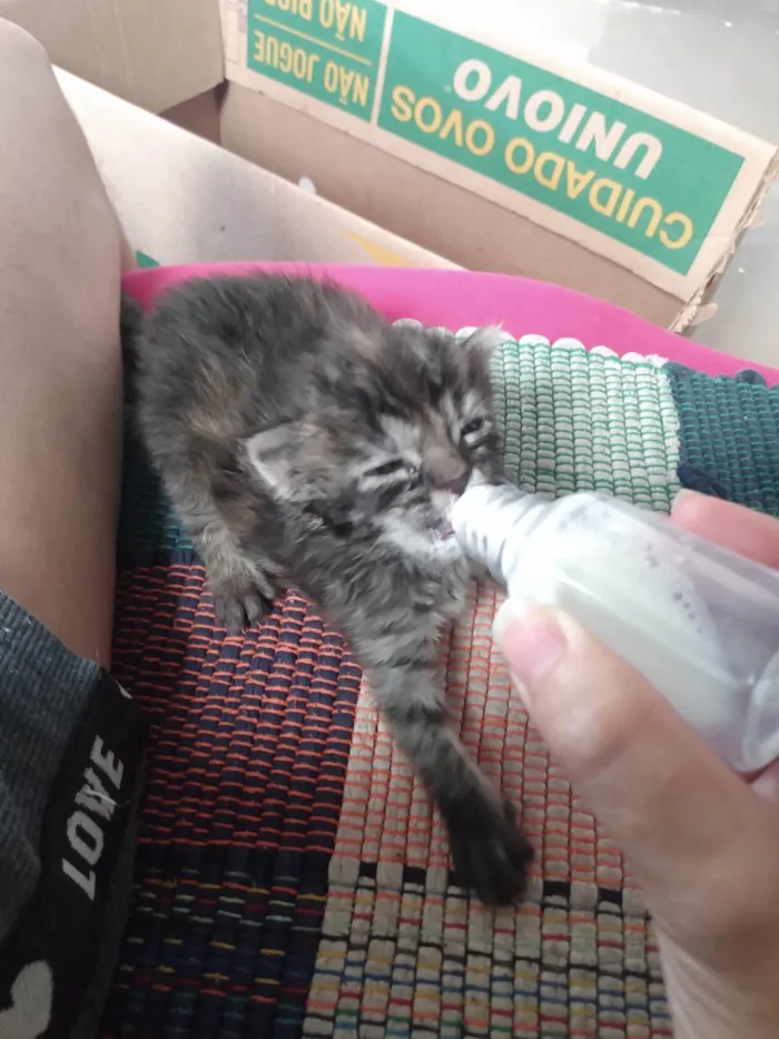 Gato ra a Srd idade 2 a 6 meses nome Pompom