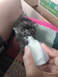 Pompom