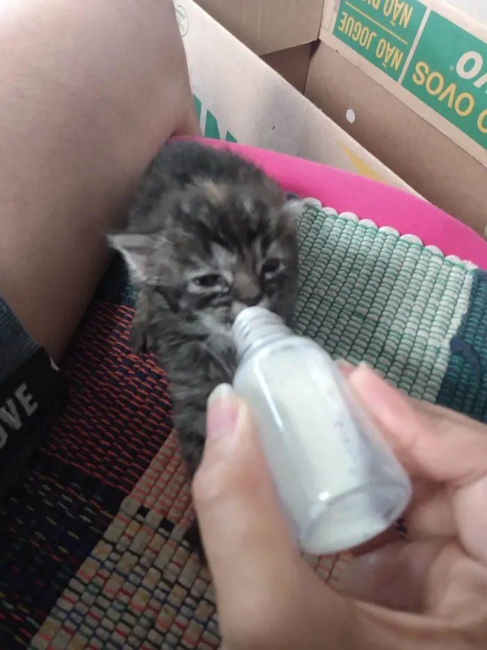 Gato ra a Srd idade 2 a 6 meses nome Pompom