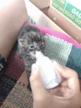Pompom