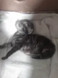 Pompom