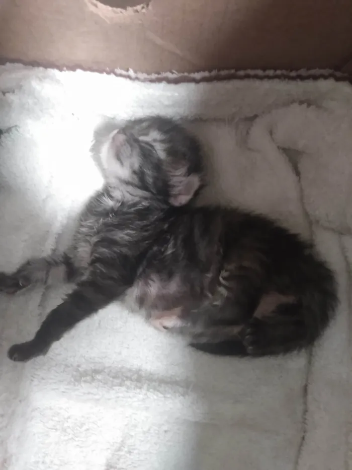 Gato ra a Srd idade 2 a 6 meses nome Pompom