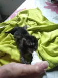 Pompom
