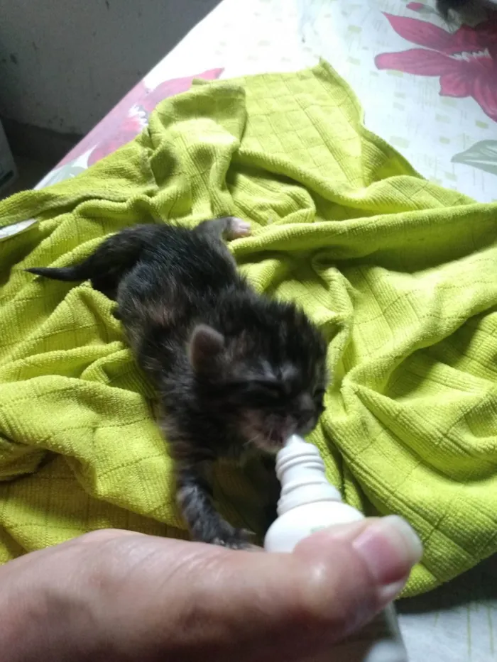 Gato ra a Srd idade 2 a 6 meses nome Pompom