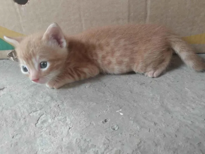 Gato ra a Srd idade 2 a 6 meses nome Caramelo (São Sebastião-DF)