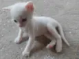 Pipoca