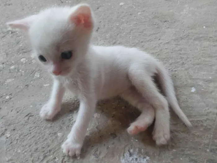 Gato ra a Srd idade Abaixo de 2 meses nome Pipoca